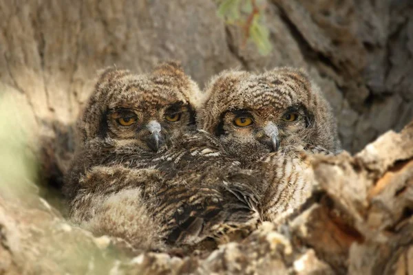 İki Benekli Kartal-Baykuş (Bubo africanus) yuvasının yanındaki dalda oturuyorlar. Gözleri açık iki genç baykuş. Kalahari çölünde baykuşlar.