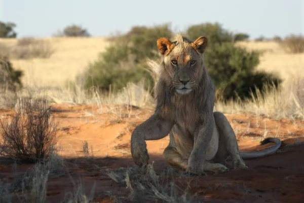 Young lion male (Panthera leo) have a rest in Kalahari desert. Dry grass and red sand in around. Lion male in morning sun. Lion male sitting and have a paw up.