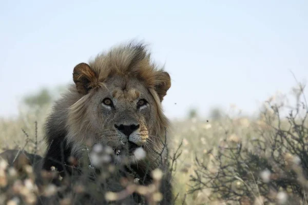 Oroszlánhím Panthera Leo Kalahári Sivatagban Száraz Háttérben Oroszlán Férfi Portré — Stock Fotó