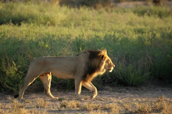 Lion Mâle Panthera Leo Marchant Dans Désert Kalahari Cherchant Reste — Photo