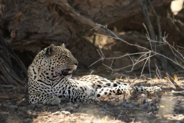 Африканський Леопард Panthera Pardus Pardus Спокійно Лежить Під Деревом Тіні — стокове фото