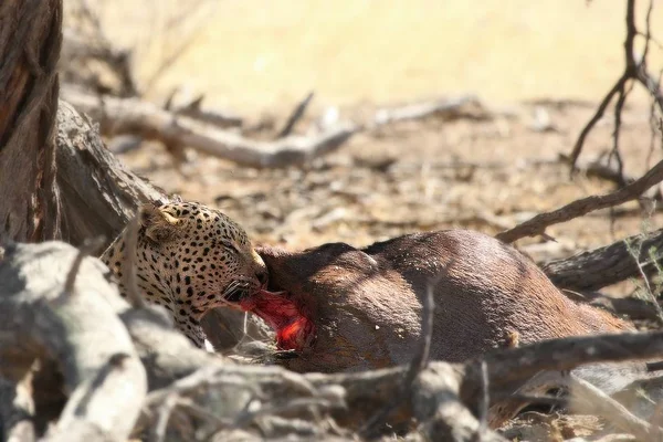 African Leopard Panthera Pardus Pardus Hunt Death Wildebeest Dry Sand — Stock Photo, Image
