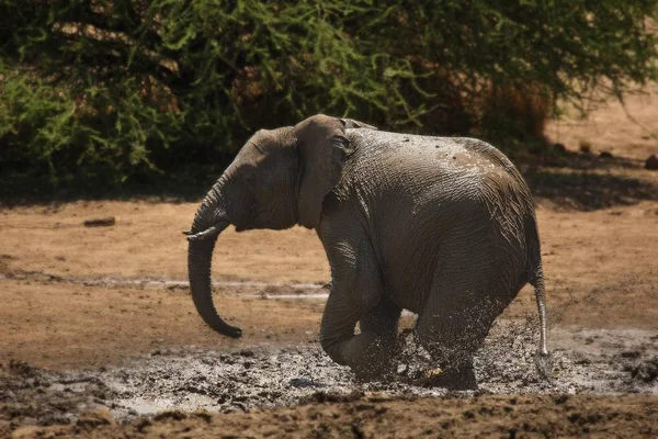 Joven Elefante Africano Loxodonta Africana Salpica Lodo Elefante Baño Lodo — Foto de Stock