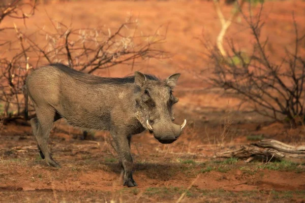 Yaygın Yaban Domuzu Phacochoerus Africanus Akşam Güneşinde Birikintisine Gider Arka — Stok fotoğraf