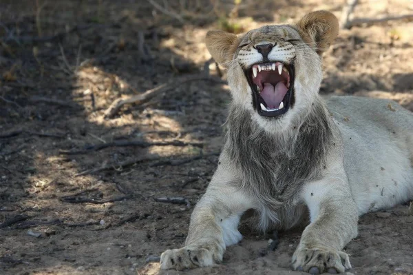Νεαρό Αρσενικό Λιοντάρι Panthera Leo Στην Έρημο Καλαχάρι Και Ψάχνει — Φωτογραφία Αρχείου