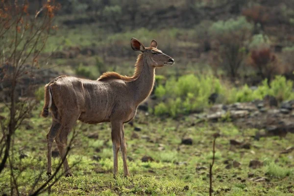 Grand Kudu Félin Tragelaphus Strepsiceros Restant Dans Herbe Derrière Les — Photo