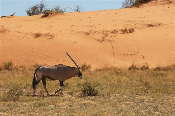 在卡拉哈里沙漠的沙滩上行走的宝石或宝石 Oryx Gazella 背景中的痕迹 — 图库照片