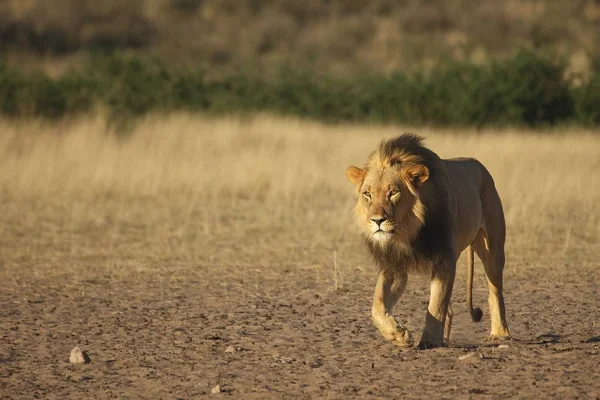 Lion Mâle Panthera Leo Marchant Dans Désert Kalahari Cherchant Reste — Photo