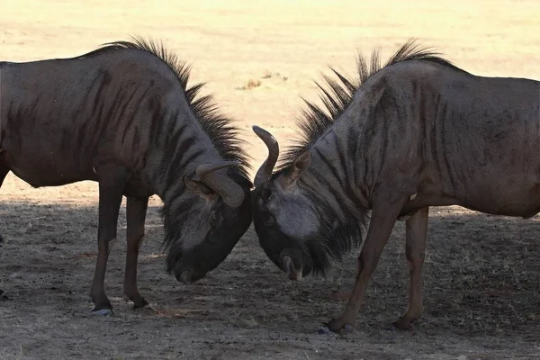 Twee Blauwe Gnoes Mannetjes Connochaetes Taurinus Vechten Droge Landerijen Rood — Stockfoto