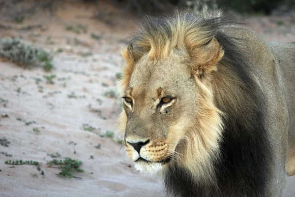 Løvehann Panthera Leo Som Går Ørkenen Kalahari Leter Etter Resten – stockfoto