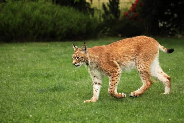 Євразійська Рись Lynx Lynx Залишається Перед Лісом Молодий Чоловік Зеленим — стокове фото