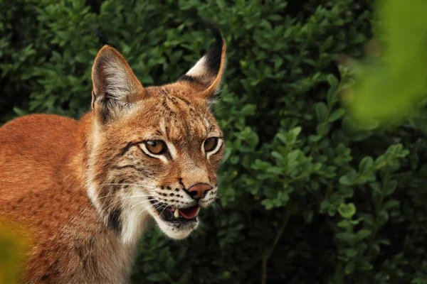 Євразійська Рись Lynx Lynx Залишається Перед Лісом Молодий Чоловік Зеленим — стокове фото