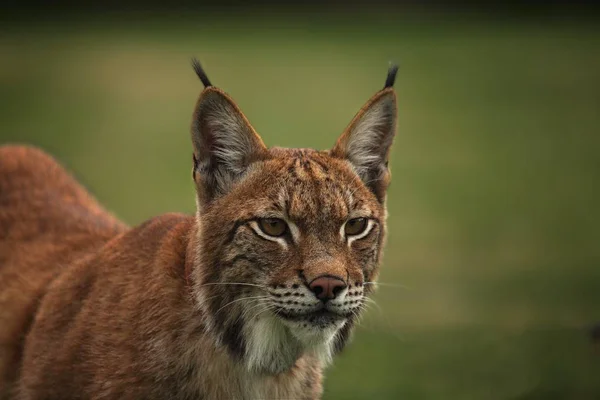 Avrasyalı vaşak (Lynx vaşak) ormanın önünde kalıyor. Yeşil geçmişi olan genç bir erkek. Sabah güneşinde Luchs portresi.