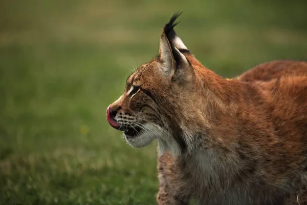 Lynx Eurasien Lynx Lynx Restant Devant Forêt Jeune Homme Avec — Photo