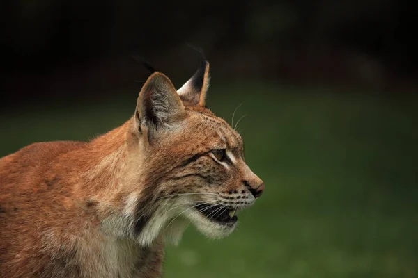 Євразійська Рись Lynx Lynx Залишається Перед Лісом Молодий Чоловік Зеленим — стокове фото