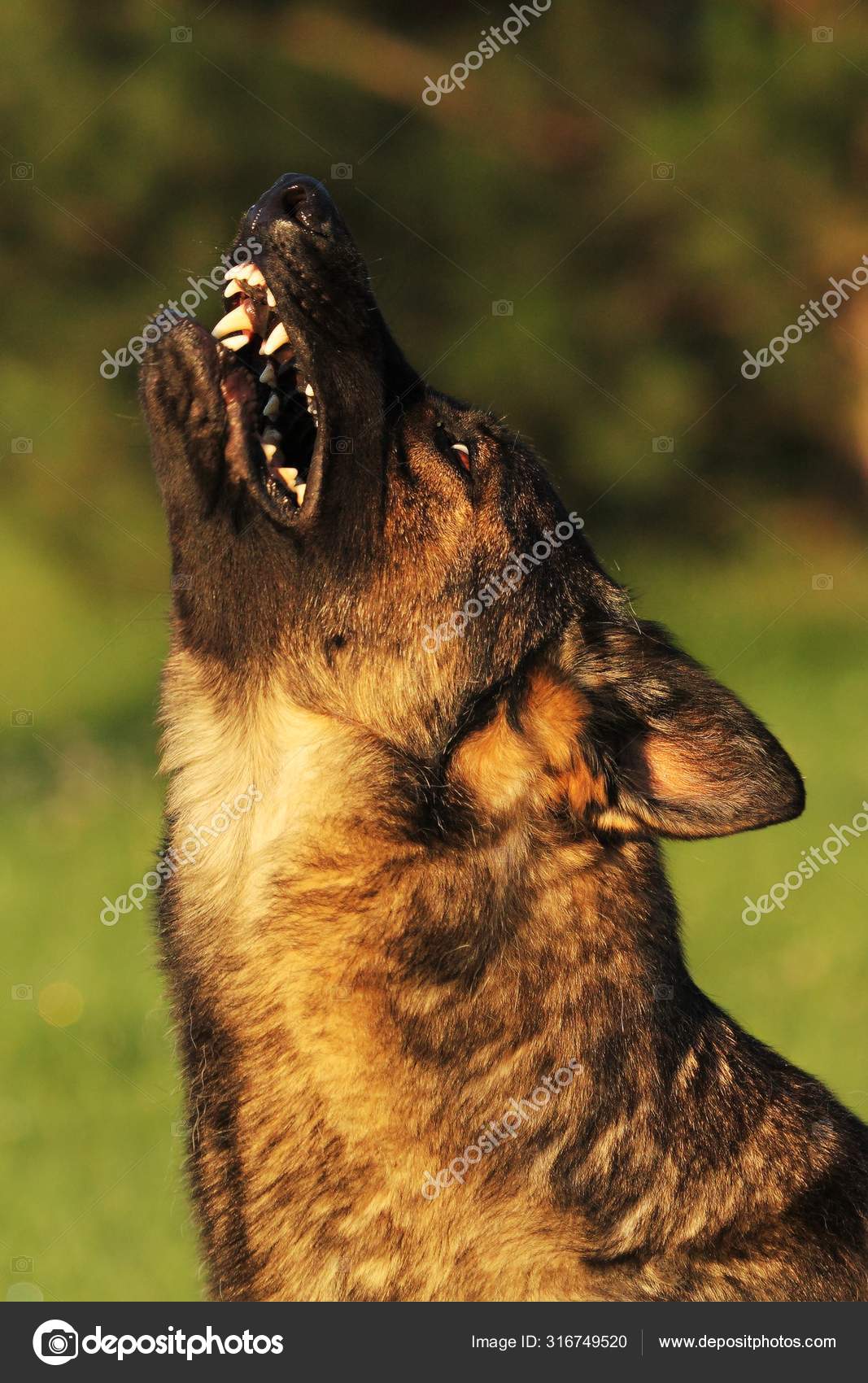 狼写真素材 ロイヤリティフリー狼画像 Depositphotos