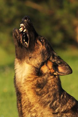 Bir Alman çoban köpeği havlıyor ve arka planda yeşil ağaçla yeşil çimlerin üzerinde oturuyor. Kurt grisi renginde Alman çoban köpeği kedisi..