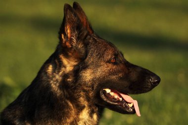 Yeşil bir geçmişi olan bir Alman çoban köpeği portresi. Kurt-gri renkli çalışma hattı Alman Çoban Köpeği portresi.