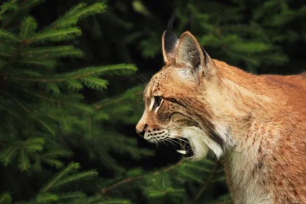 Euroasijský Rys Lynx Lynx Který Drží Před Lesem Mladý Muž — Stock fotografie