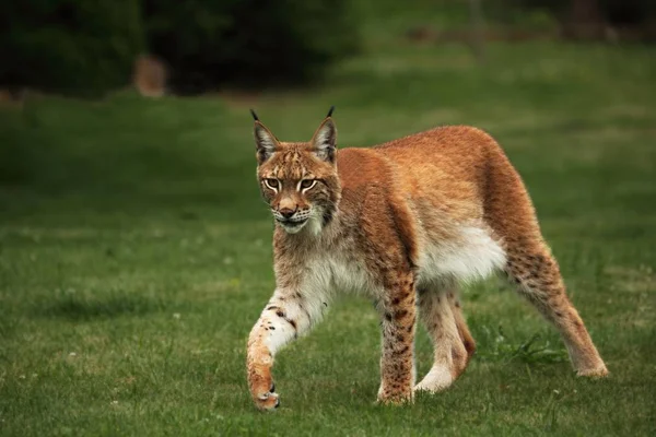 Євразійська Рись Lynx Lynx Залишається Перед Лісом Молодий Чоловік Зеленим — стокове фото