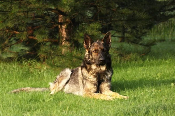 A German Shepherd Dog lying on green grass with green tree in background. A wolf-grey color German Shepherd dog feline, working line.