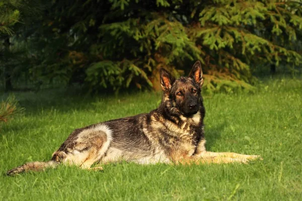 A German Shepherd Dog lying on green grass with green tree in background. A wolf-grey color German Shepherd dog feline, working line.