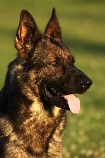 A German Shepherd Dog portrait with a green background. Wolf-grey color working line German Shepherd Dog portrait.