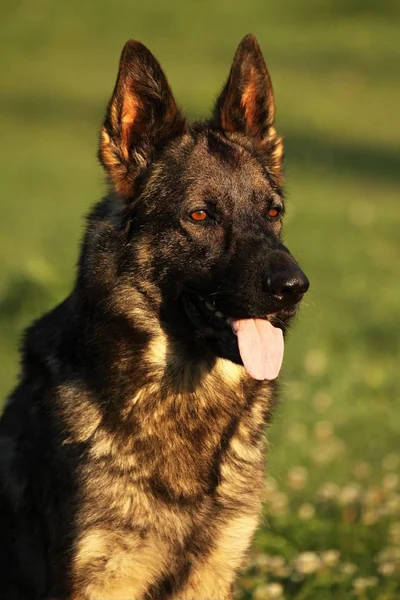 Ein Porträt Eines Schäferhundes Mit Grünem Hintergrund Wolf Graue Farbe — Stockfoto