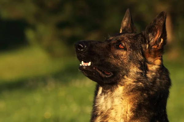 A German Shepherd Dog portrait with a green background. Wolf-grey color working line German Shepherd Dog portrait.