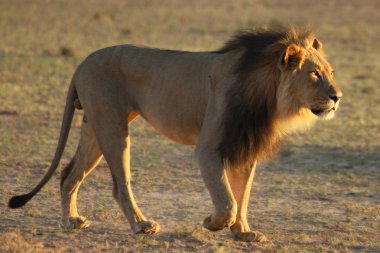 Aslan erkek (Panthera leo) Kalahari çölünde yürüyor ve sabah güneşinde sürüsünün geri kalanını arıyor. Arkaplanda kum.