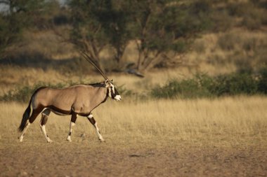 Mücevher veya mücevher geyiği (Oryx gazella) arka planda kumla kumun üzerinde durur..