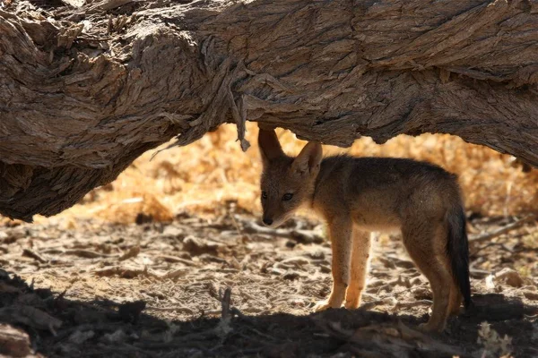 Black Backed Jackal Canis Mesomelas Puppies Playing Dry Grass Morning — Stock Photo, Image