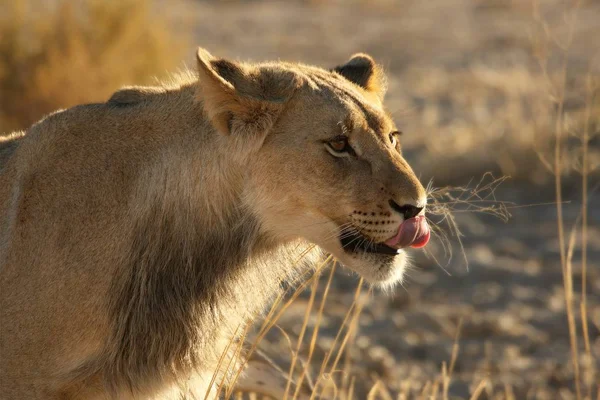 Homem Leão Panthera Leo Caminhando Deserto Kalahari Procurando Resto Seu — Fotografia de Stock
