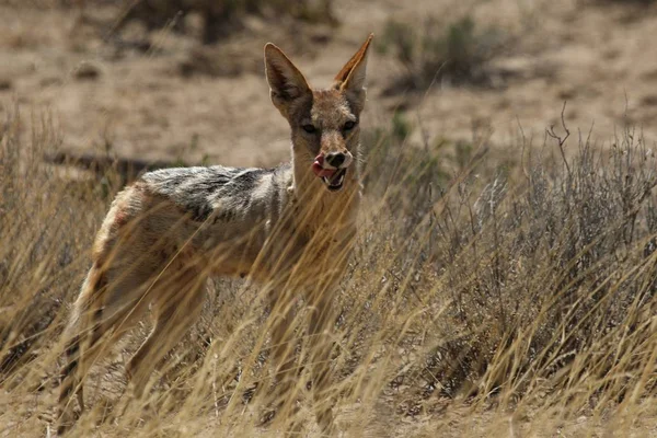 Canis Mesomelas 은마른 사냥을 기다리는 — 스톡 사진