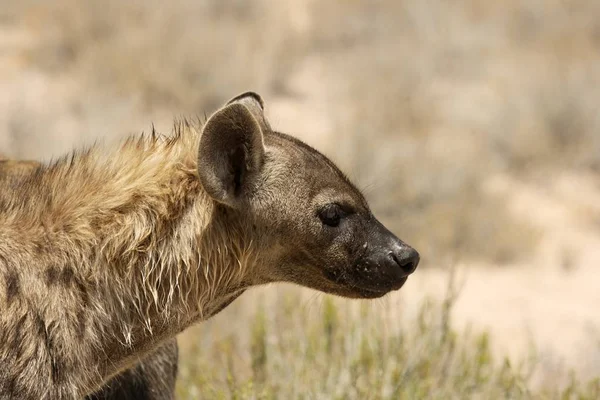 Benekli Sırtlan Crocuta Crocuta Kalahari Çölünde Devriye Geziyor Arka Planda — Stok fotoğraf