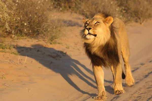 カラハリ砂漠を歩いていたライオンのオス パンテラ 朝の太陽の下で彼の誇りの残りを探します 背景に砂 — ストック写真