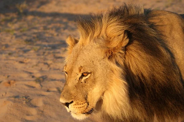 Løvehann Panthera Leo Som Går Ørkenen Kalahari Leter Etter Resten – stockfoto