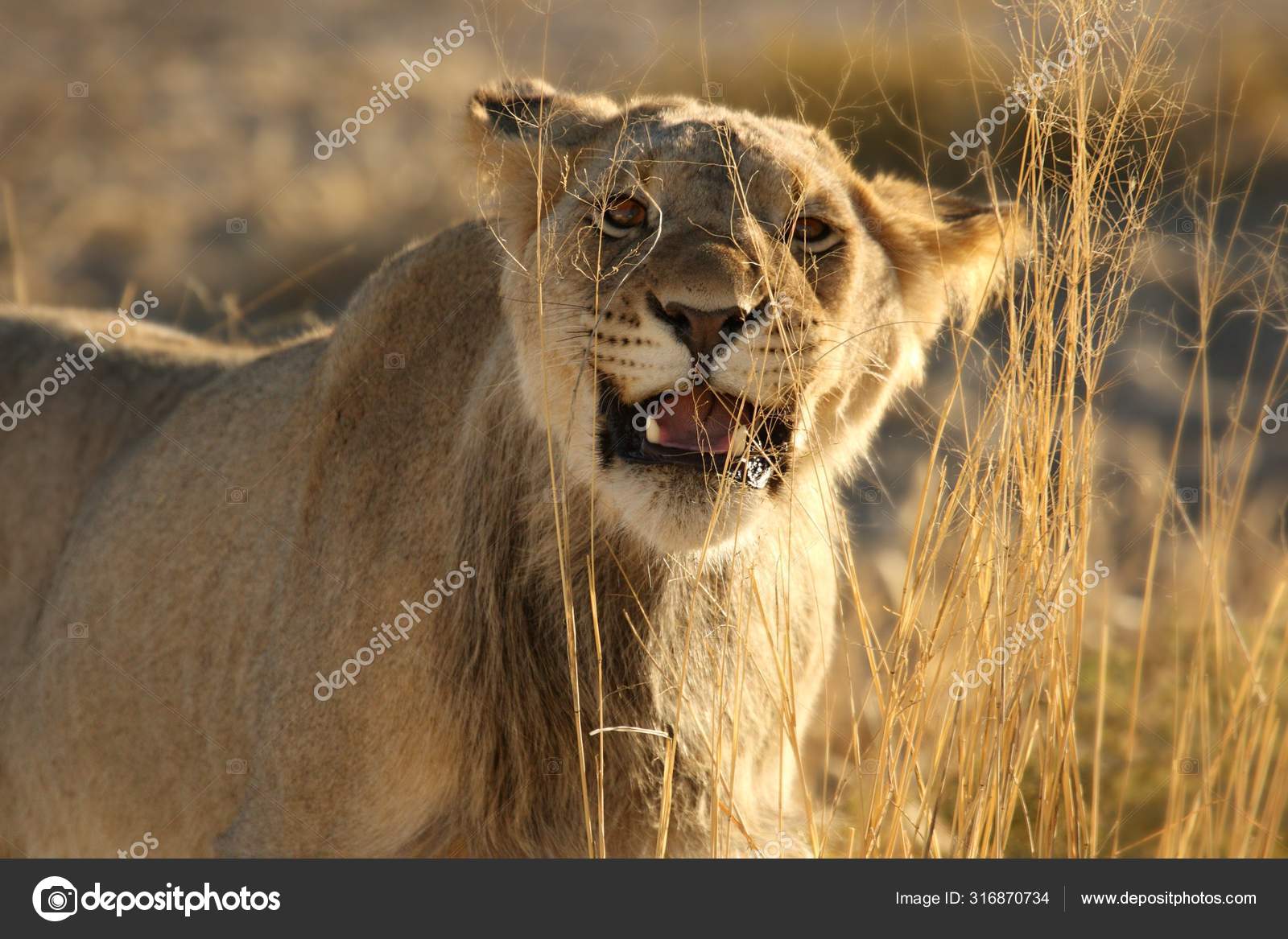 カラハリ砂漠のライオン写真素材 ロイヤリティフリーカラハリ砂漠のライオン画像 Depositphotos カラハリ砂漠のライオン写真素材 ロイヤリティフリーカラハリ砂漠のライオン画像 Depositphotos