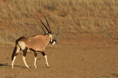 Mücevher veya mücevher geyiği (Oryx gazella) arka planda kumla kumun üzerinde durur..