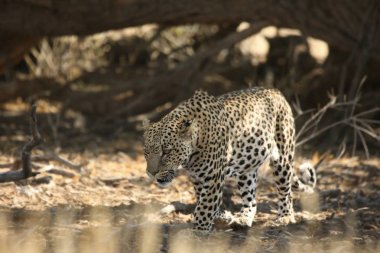 Afrika leoparı (Panthera pardus) avdan sonra Kalahari çölündeki kuru kumun gölgesinde dinlenir.. 