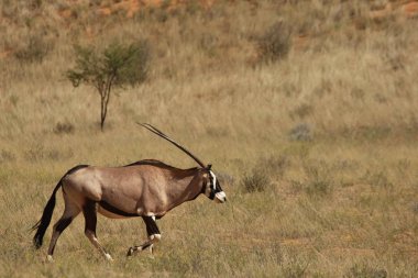 Mücevher veya mücevher geyiği (Oryx gazella) arka planda kumla kumun üzerinde durur..