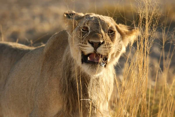 Lev Samec Panthera Leo Kráčí Poušti Kalahari Hledá Zbytek Své — Stock fotografie