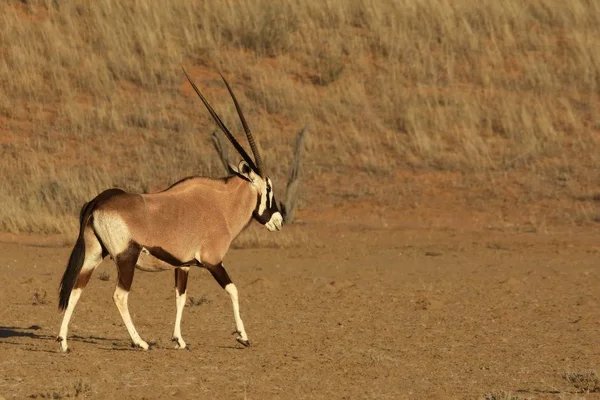 Gemsbok Lub Gemsbuck Oryx Gazella Stojący Piasku Piaskiem Tle — Zdjęcie stockowe