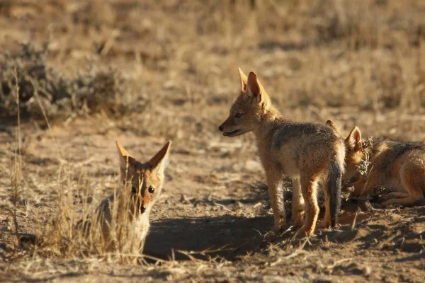 Black Backed Jackal Canis Mesomelas Puppies Playing Dry Grass Morning — Stock Photo, Image