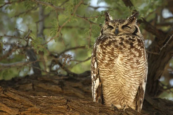 Spotted Eagle Owl Bubo Africanus Felino Sentado Sombra Ramo Perto — Fotografia de Stock