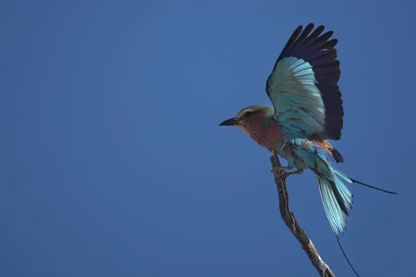 Leylak göğüslü Roller (Coracias caudatus), Kalahari çölünde (Güney Afrika) arka planda açık mavi gökyüzü, açık kanatlı paten.