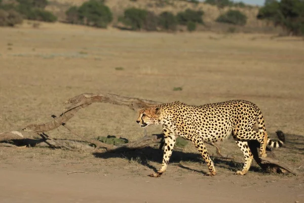 Cheetah Acinonyx Jubatus Desierto Kalahari Que Sobre Arena Con Hierba —  Fotos de Stock