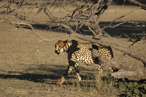 Cheetah Acinonyx Jubatus Deserto Kalahari Indo Areia Com Grama Fundo — Fotografia de Stock