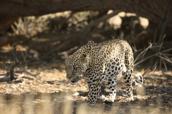 Африканський Леопард Panthera Pardus Pardus Після Полювання Відпочиває Тіні Сухому — стокове фото