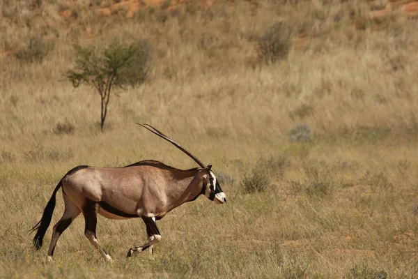 Gemsbok Gemsbuck Oryx Gazella Pie Sobre Arena Con Arena Fondo — Foto de Stock